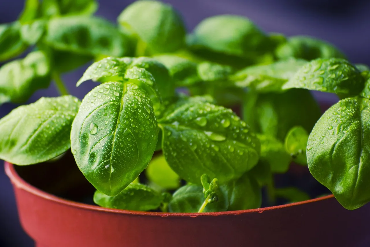 Come coltivare il basilico in vaso: ecco il trucco del giardiniere